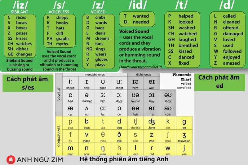 Học tiếng Anh cơ bản thế nào? Các bước đơn giản cho người mới bắt đầu.