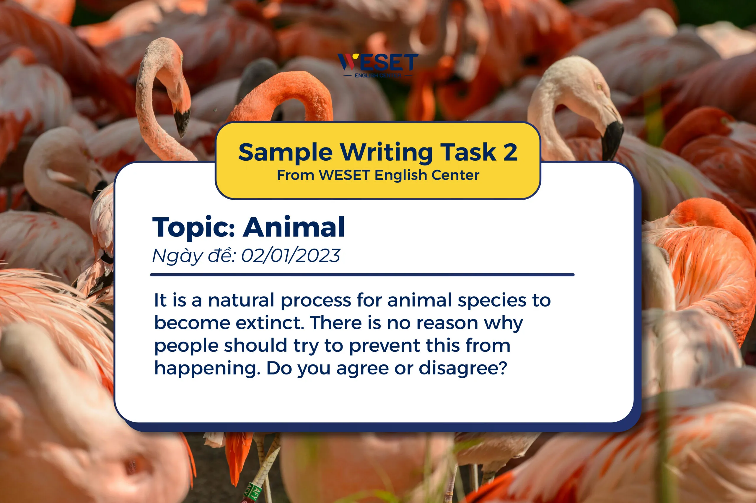 Giải đề mẫu Writing Task 2 | Chủ đề: Animal