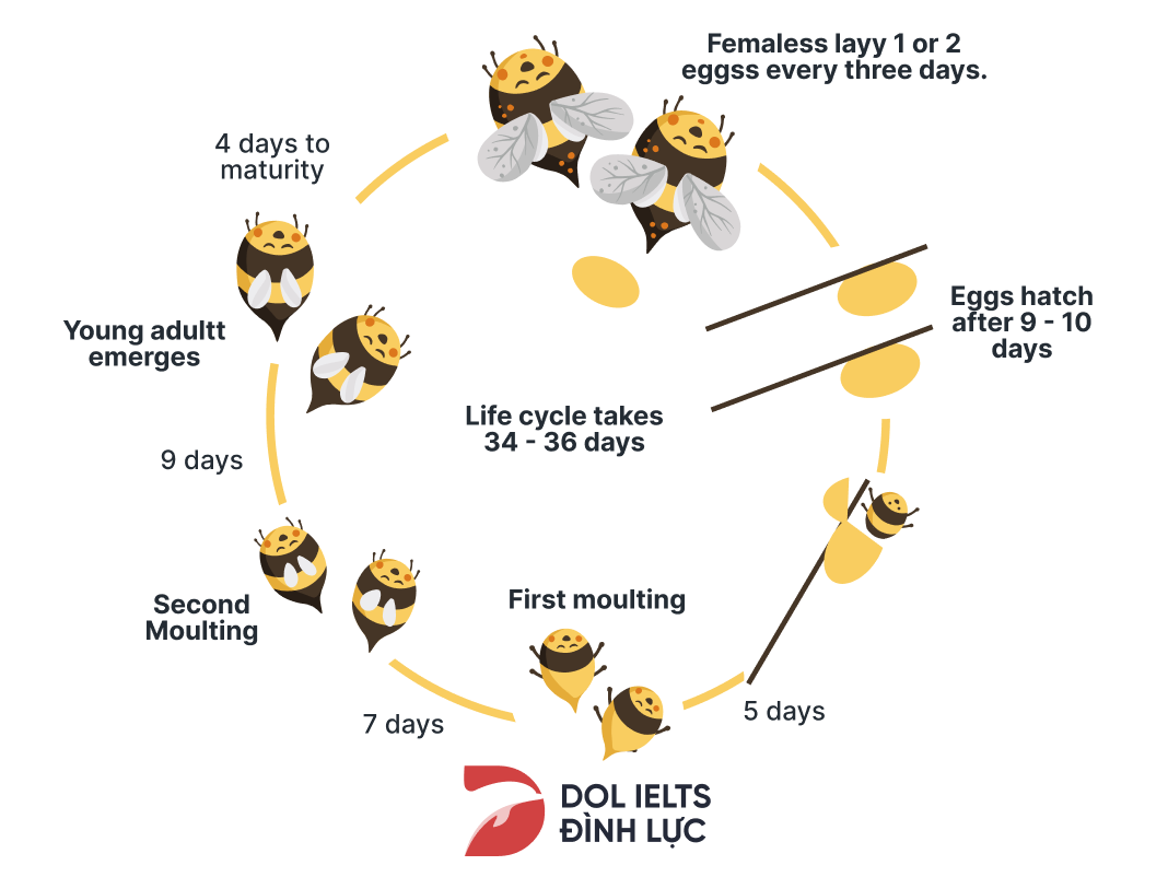 IELTS Writing Task 1 Process/ Diagram: Hướng dẫn & Bài mẫu