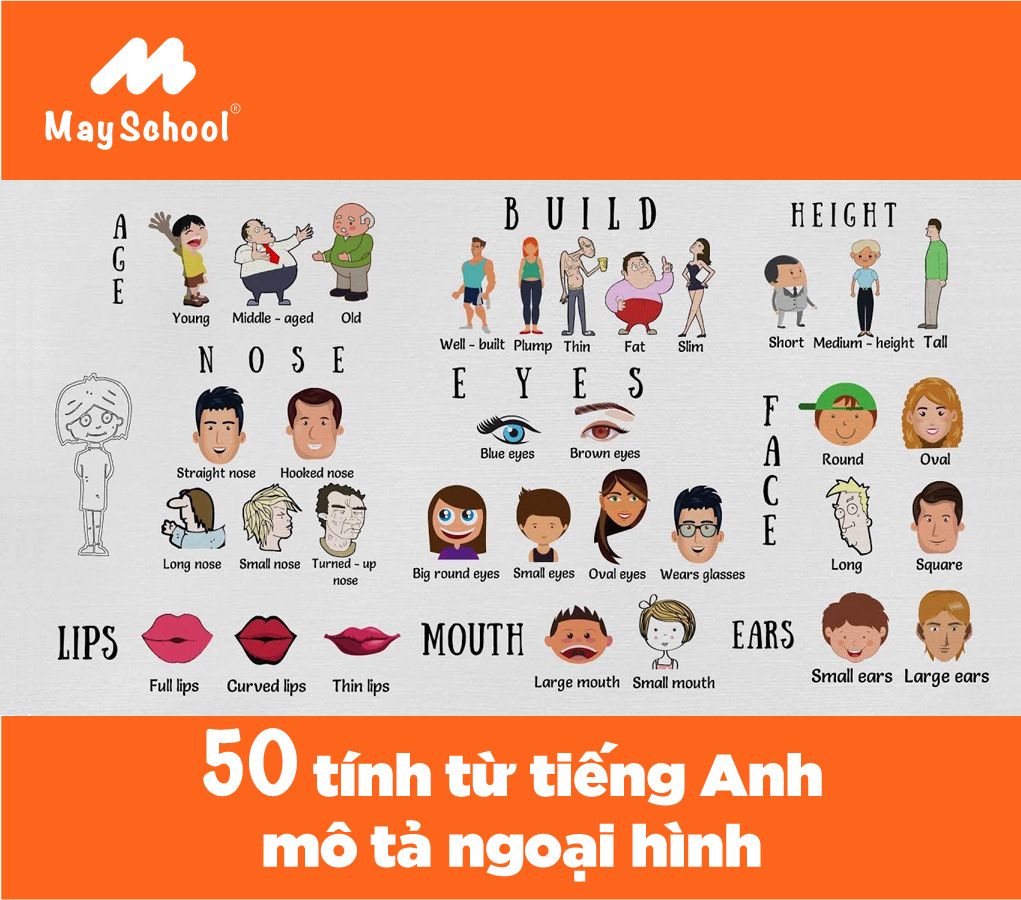 Ngoại hình trong tiếng Anh: Tổng hợp tính từ chỉ hình dáng con người