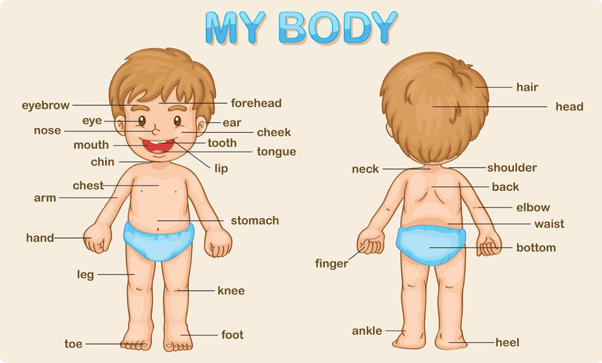 Các từ chỉ cơ thể người trong tiếng Anh là gì? Học ngay!