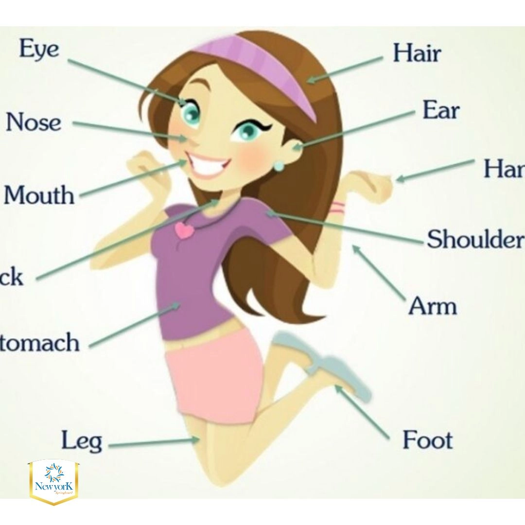 Các từ chỉ cơ thể người trong tiếng Anh là gì? Học ngay!